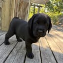Labrador retriever