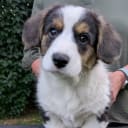 Welsh corgi cardigan