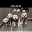 Maltipoo