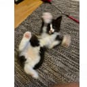 Norsk skogkatt