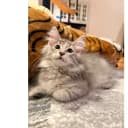 Norsk skogkatt