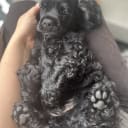 Amerikansk cocker spaniel