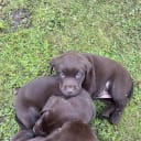 Labrador retriever