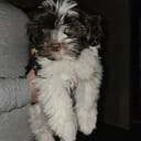 Havanese