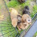 Shih-poo
