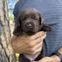 Labrador retriever