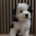 Miniature american shepherd