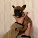 Fransk bulldogg