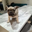 Fransk bulldogg