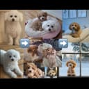 Bichonpoo Bichon Frisé/Dvärgpudel