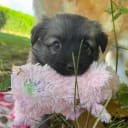 Isländsk Fårhund