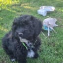 Maltipoo