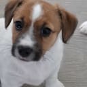 Jack russell terrier