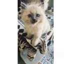 Sibirisk katt