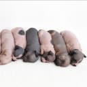American hairless terrier