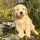 Goldendoodle valpar medium