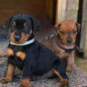 Pinscher