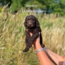 Labradoodle