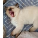Ragdoll