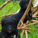 Bernerdoodle