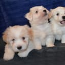 Coton de Tulear