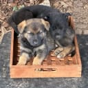 Tysk Schäferhund