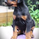Dobermann