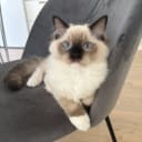 Ragdoll