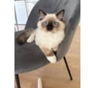 Ragdoll