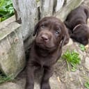 Labrador retriever