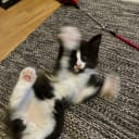 Norsk skogkatt