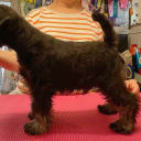Dvärgschnauzer