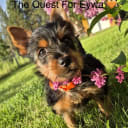 Silky terrier
