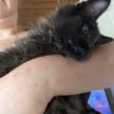 Maine Coon