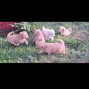 Maltipoo