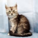 Maine Coon