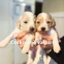 Cockerpoo
