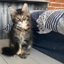 Maine Coon