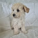 Maltipoo