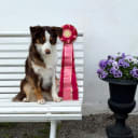 Miniature American Shepherd