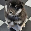 Finnish Lapphund