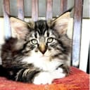 Norwegian Forest