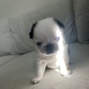 Mops