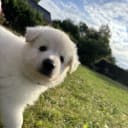 Vit herdehund