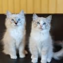 Ragdoll