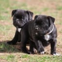 Staffordshire Bull Terrier