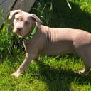 American Bully