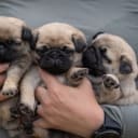 Mops