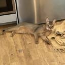 Chausie