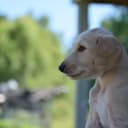 Saluki